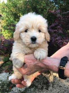 Whatsapp me +96555207281 Poodle  puppies for sale