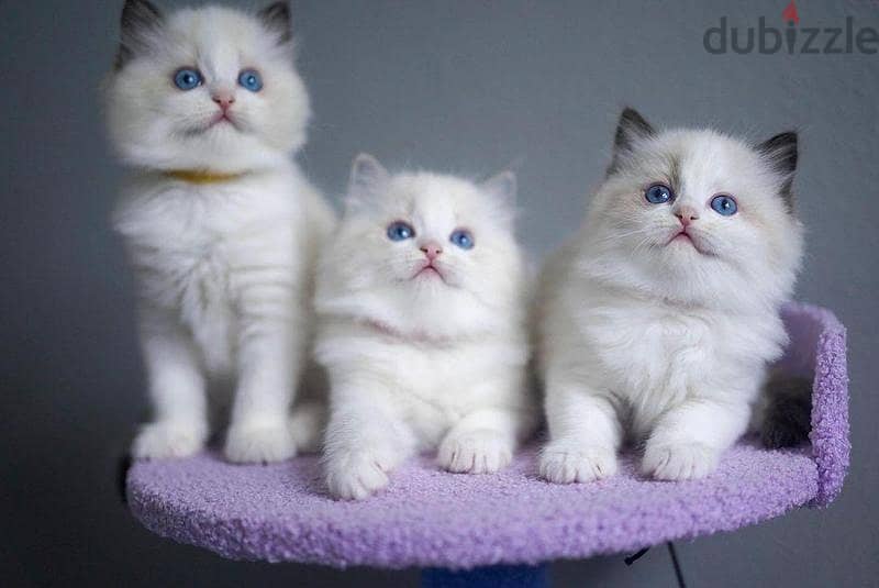 Whatsapp me +96555207281 Lovely Ragdoll kittens for sale 2