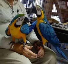 Whatsapp me +96555207281  Blue and Gold macaw parrots for sale