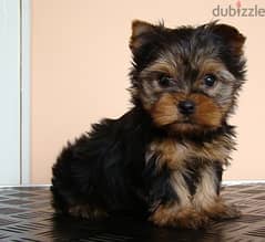 Whatsapp me +96555207281 Yorkie puppies for sale