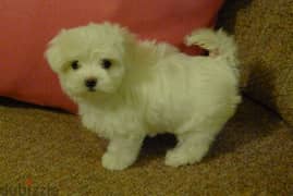 Whatsapp me +96555207281 Cutest Maltese  puppies for sale