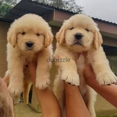 Golden Retriever puppies// Whatsapp +971 55 254 3679