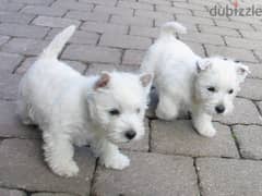 Whatsapp me +96555207281 West Highland White Terrier  puppies for sale