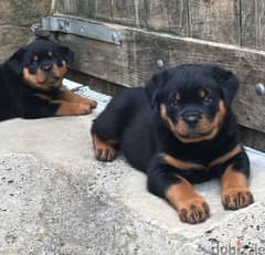 Whatsapp me +96555207281 Rottweiler  puppies for sale