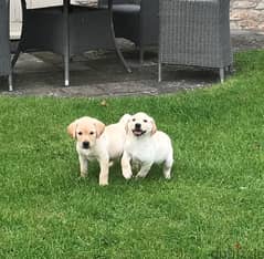 Whatsapp me +96555207281 Two Labrador puppies for sale