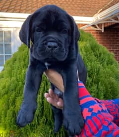 Whatsapp me +96555207281 Cane Corso  puppies for sale
