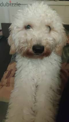 white female poodle puppy
