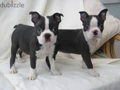 Whatsapp me +96555207281 Boston Terrier puppies for sale