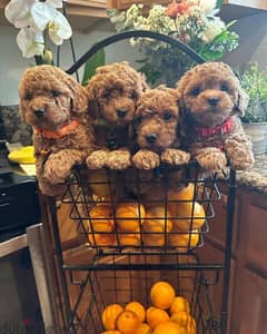 cute Toy poodle puppies for adoption 2 male and 1 female