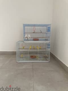 budgies for sale 0