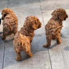 2male and 1 female Adorable Toy Poodle puppies for sell.
