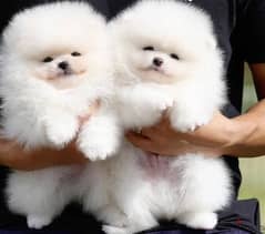 Beautiful Pomerania Puppies for adoption