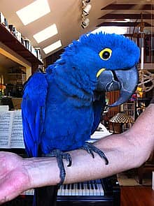 Whatsapp me +96555207281 Talented Hyacinth Macaw parrots 1