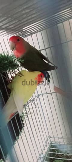 peach face African love birds with cage breeding pair