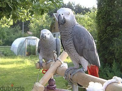 Whatsapp me +96555207281  Talking African grey parrots for sale 1