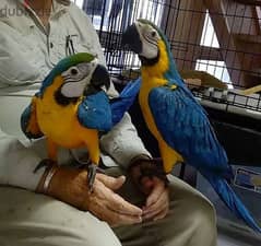 Whatsapp me +96555207281 Blue and gold macaw parrots for sale