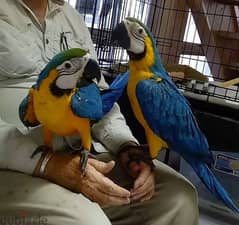 Whatsapp me +96555207281  Two Talking Blue and gold macaw parrots