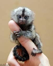 Whatsapp me +96555207281  Small Finger Size Friendly Marmoset  monkeys