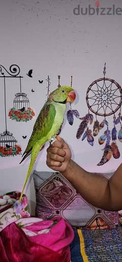 Alexandria Parrot for Sale