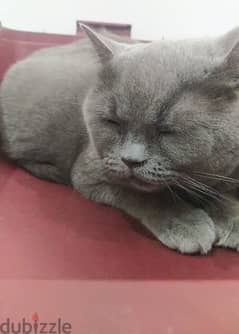 British Short hair cat for Adoption