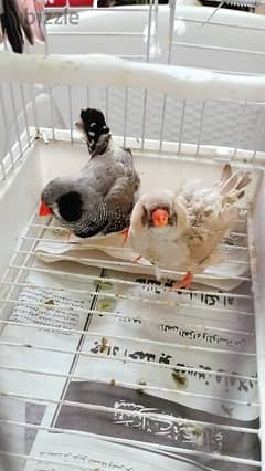jabo size Finch black cheek male. orange female. . with cage