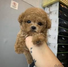 Trained Poo,dle puppy. WHATSAPP. +1 (484) 718‑9164‬