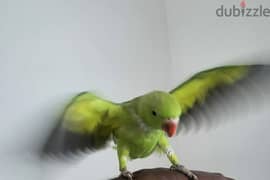 Green Parrot Ring type 4 -5 month