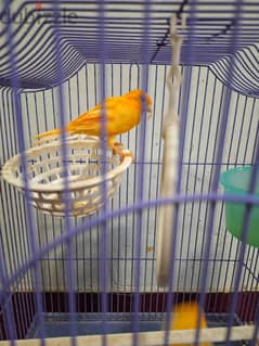 Singing Canary and Love Bird (Fisher) pairs 0