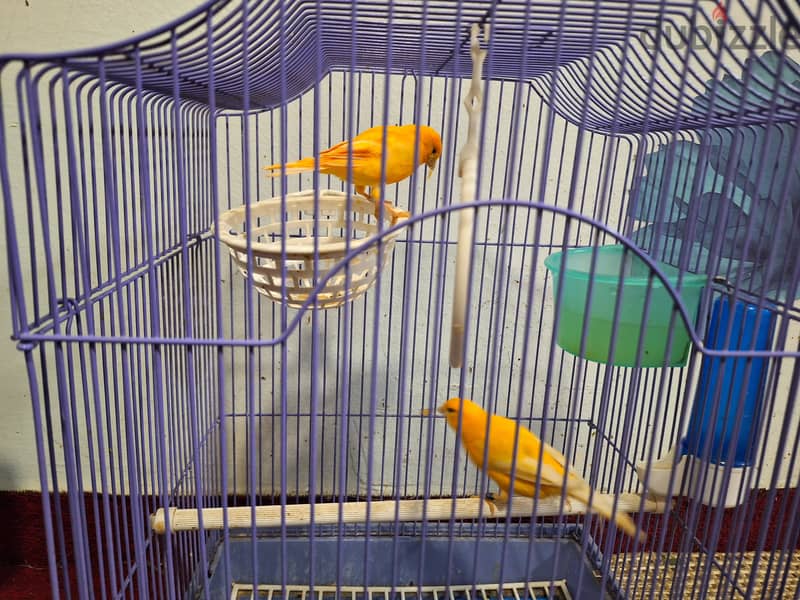 Singing Canary and Love Bird (Fisher) pairs 2