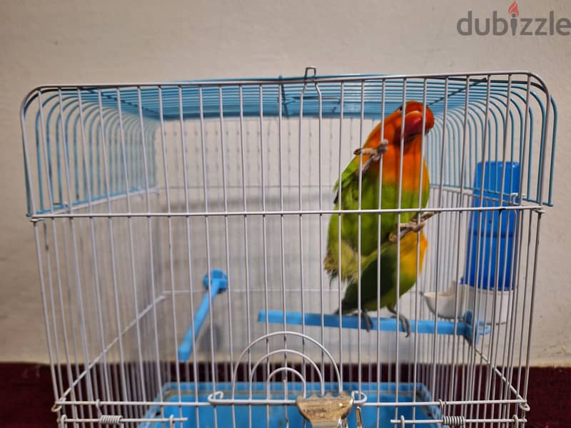 Singing Canary and Love Bird (Fisher) pairs 3