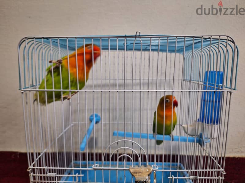 Singing Canary and Love Bird (Fisher) pairs 4