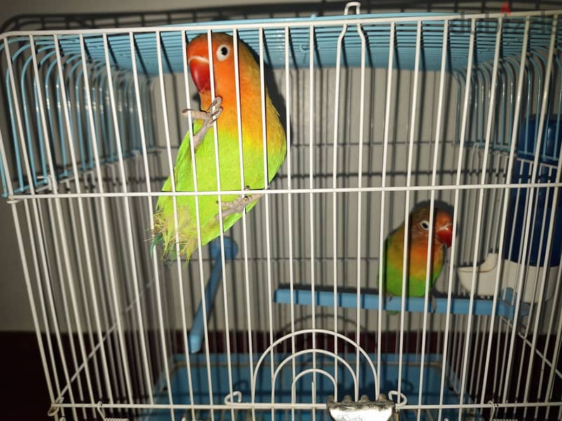 Singing Canary and Love Bird (Fisher) pairs 5