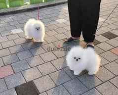 2 Pomeranian Puppies willing to give out for Adoption.
