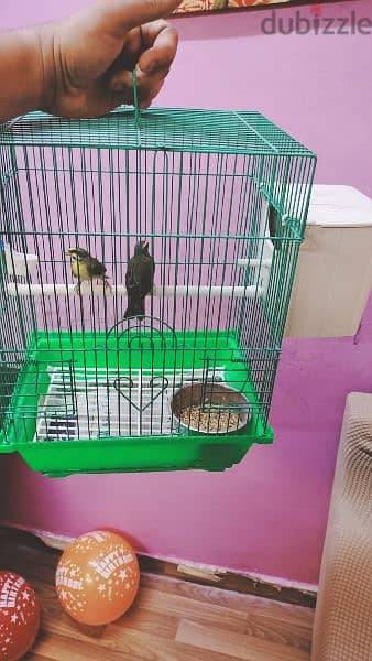 Green Singer Cannary Male And Female With Cage Breeding Box - طيور 