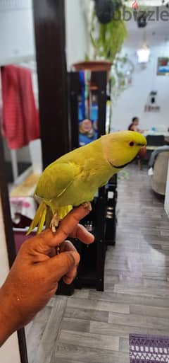 Indian Ring neck parrot