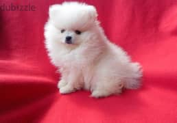 Whatsapp me +96555207281 Pure white Pomeranian puppies for sale