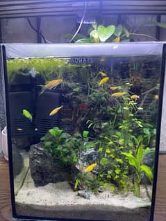 planted aquarium for sale
