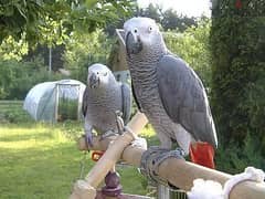 Whatsapp me +96555207281 Two  Nice African grey parrots for sale