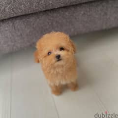 Toy Poodle Pup