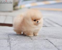 1 male Playful Teacup Pomeranian Puppy for adoption.