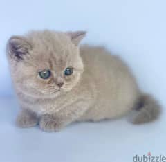 2 British Shorthair Kittens for Adoption.