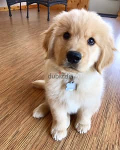 Whatsapp me +96555207281 Healthy Golden Retriever puppies for sale