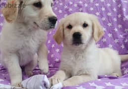 Whatsapp me +96555207281 Two Golden Retriever puppies for sale