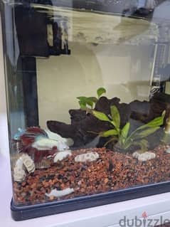 Aquarium with fish and all accessories for sale