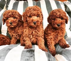 Poodle Puppies Available// whatsapp +971552543579