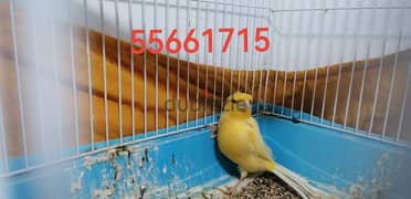canary male 18 month age