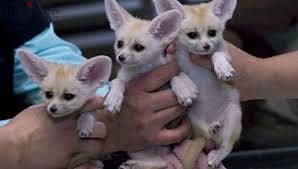 Whatsapp me +96555207281   Lovely Perfect Fennec Fox for sale