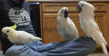 Whatsapp me +96555207281   Umbrella Cockatoos parrots  for sale