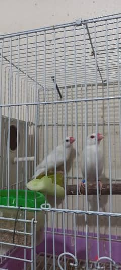 breeding pair java with cage box with egg