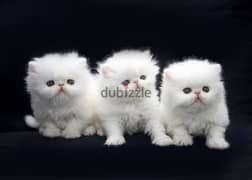 Whatsapp me +96555207281 Nice Persian kittens for sale
